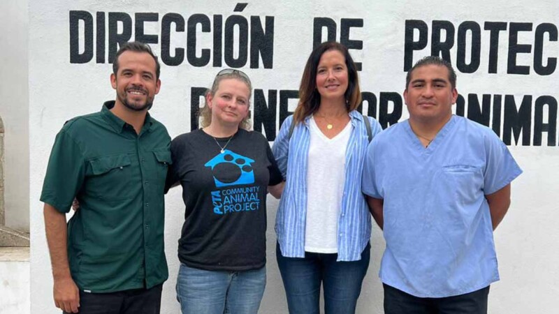 Trabaja Dirección de Bienestar Animal con Peta Latino para beneficio de Cancún