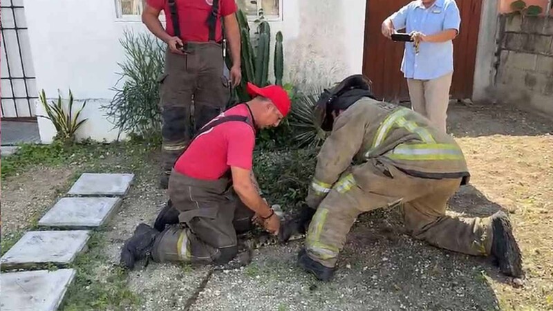 Bomberos de Cancún capturan cocodrilo en fraccionamiento de Cancún