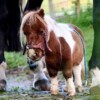 Pumuckel, el caballito más pequeño del mundo que enamora a todos