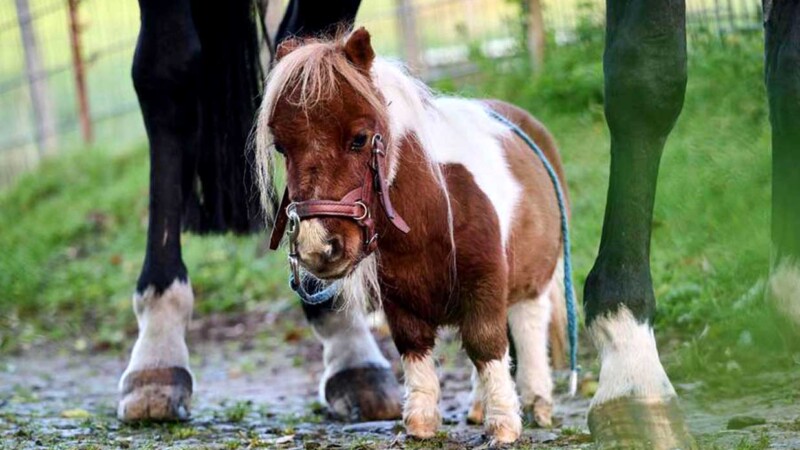Pumuckel, el caballito más pequeño del mundo que enamora a todos