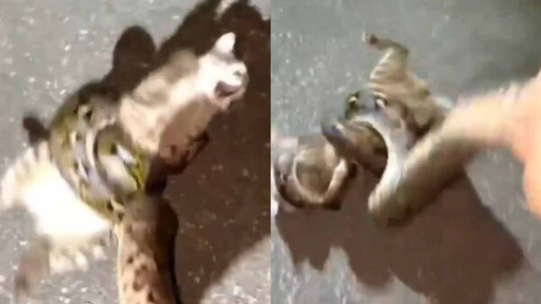 Héroe inesperado rescata a un gato callejero de las garras de una pitón gigante