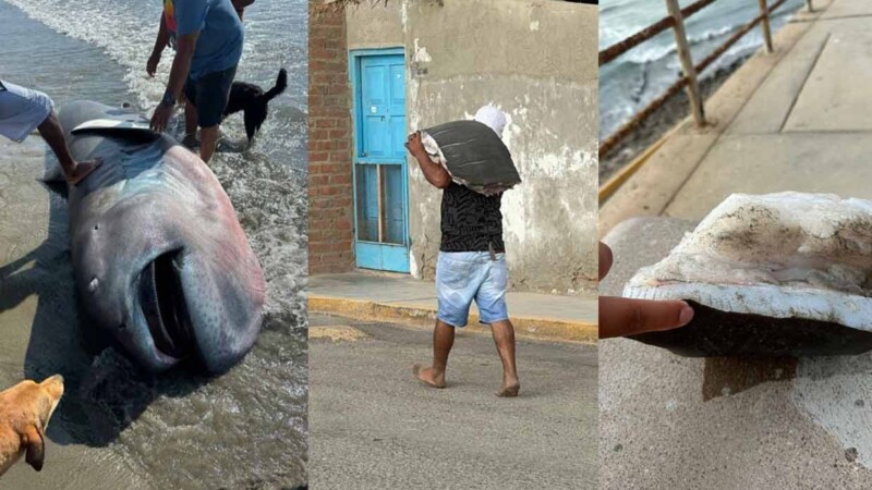 Tiburón rarísimo aparece en costa peruana y vecinos lo filetean de inmediato