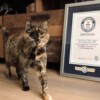 La gata británica Flossie alcanza los 30 años y hace historia en Guinness