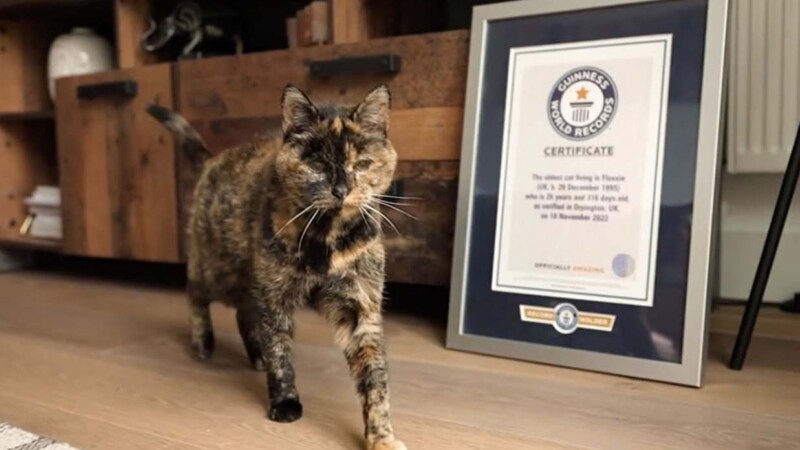 La gata británica Flossie alcanza los 30 años y hace historia en Guinness