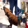 La Navidad también movió colitas y lleva a dos perritos un regalo inesperado