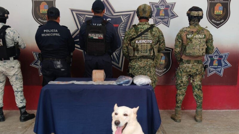 Decomisa binomio canino droga en la terminal de autobuses de Chetumal