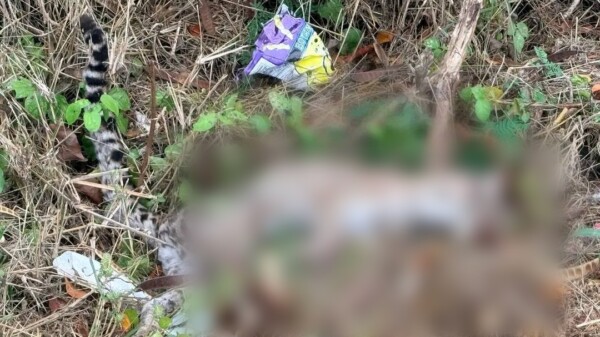 Mérida: Hallan a un tigrillo sin vida en la zona de Soluna, Temozón