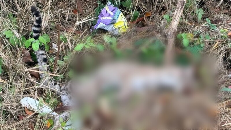 Mérida: Hallan a un tigrillo sin vida en la zona de Soluna, Temozón