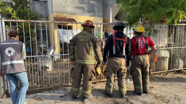 Rescatan a 12 animales en condiciones críticas en la Supermanzana 95 de Cancún