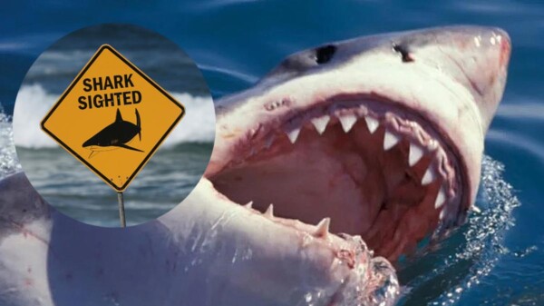 Australia en alerta tras oleada de ataques de tiburones