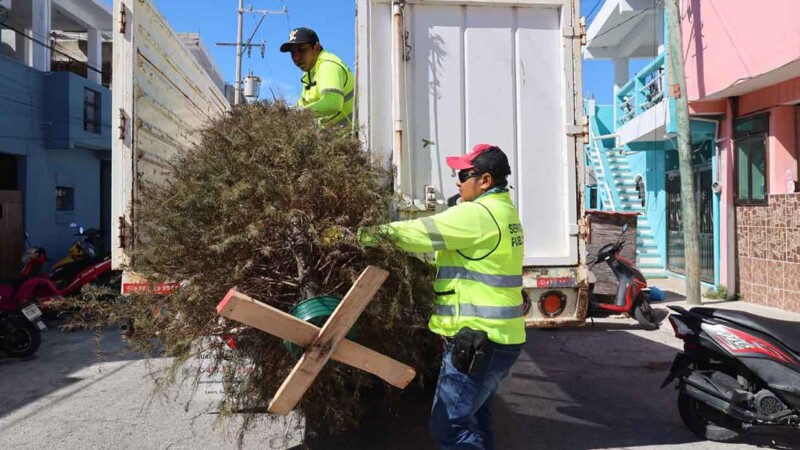 Gobierno de Isla Mujeres pone en marcha la Jornada de Recolección de Arbolitos de Navidad para mantener una isla limpia y ordenada