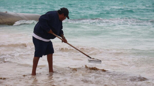 Gobierno de Isla Mujeres atiende con inmediatez recale atípico de sargazo en Playa Norte