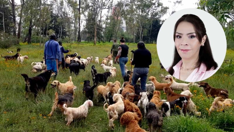 Jueza civil ordena restitución de predio al Refugio Franciscano