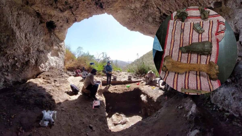 Descubren cueva con cientos de fósiles de megafauna en San Luis Potosí
