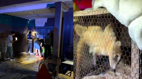 Rescatan a coatí y perritos en domicilio de Cancún donde arrestaron a presuntos sicarios