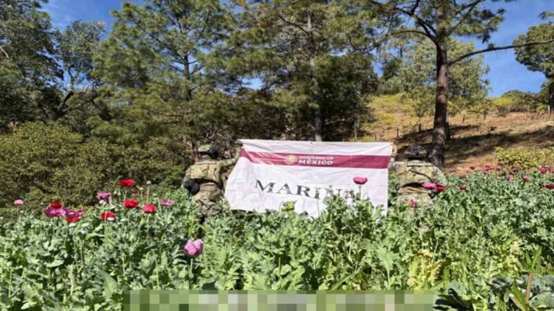 Destruye Semar 32 plantíos de amapola en Nayarit