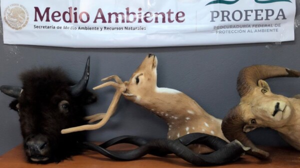 Aseguran en Chihuahua ejemplares de vida silvestre disecados