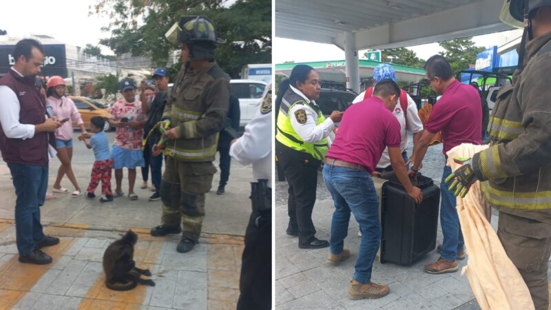 Resguardan autoridades municipales a mono araña atropellado en la avenida Bonampak