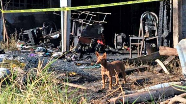 Perrito conmueve a Guerrero tras perder a su familia humana en incendio