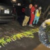 El frío extremo pone en sopor a miles de iguanas verdes en Florida