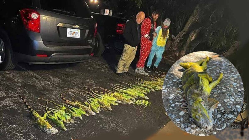 El frío extremo pone en sopor a miles de iguanas verdes en Florida
