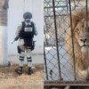 Autoridades aseguran leones africanos y fauna silvestre en finca de Guanajuato