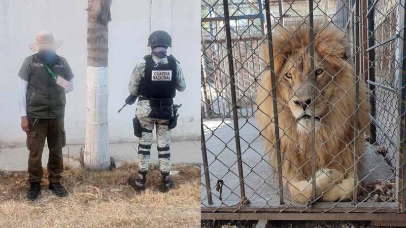 Autoridades aseguran leones africanos y fauna silvestre en finca de Guanajuato