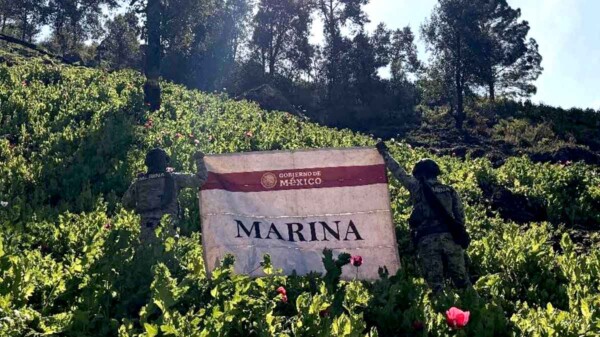 Semar destruye 34 plantíos de amapola en Nayarit