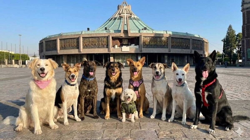 Inician este sábado en la CDMX la feria de adopción de perritos peregrinos