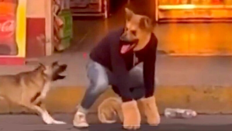 Joven therian es "desenmascarado" por perro real en Guadalajara