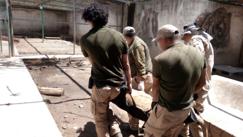 Rescatan fauna silvestre de zoológico irregular en Ocoyoacac, en el Estado de México