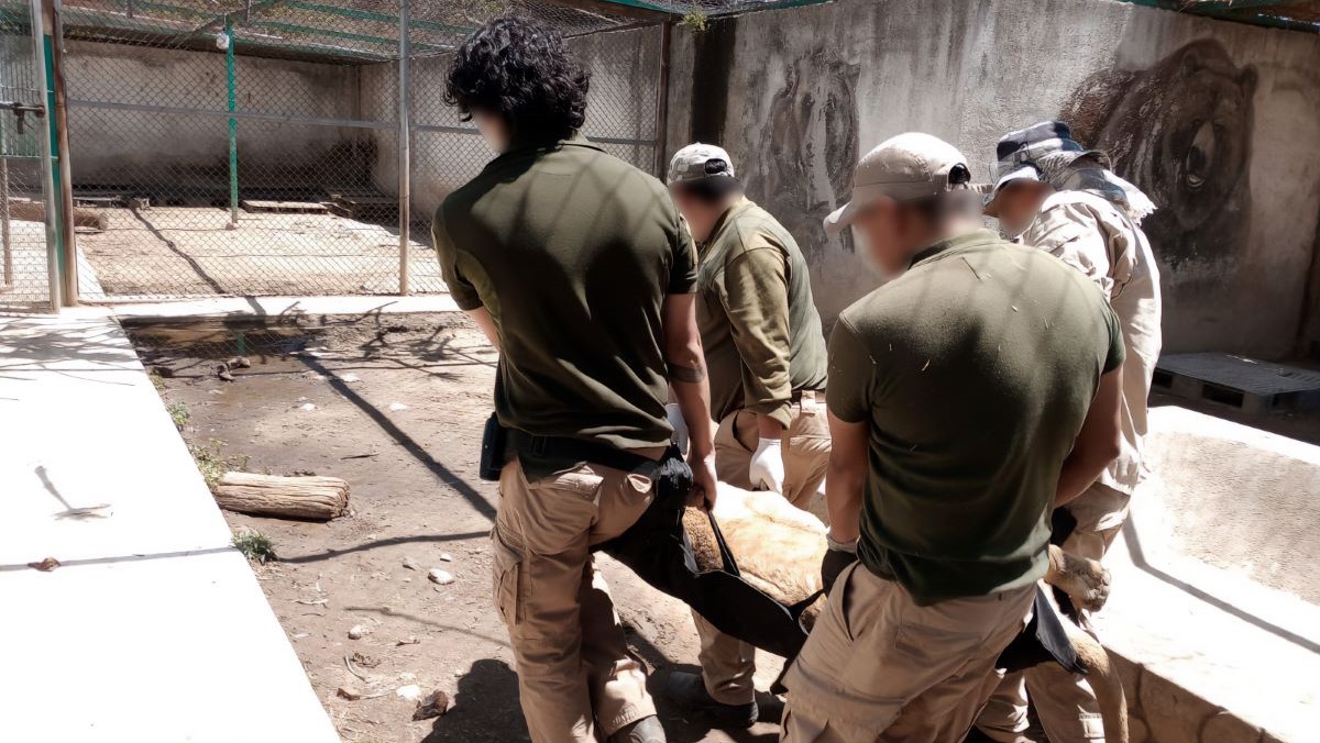 Rescatan fauna silvestre de zoológico irregular en Ocoyoacac, en el Estado de México