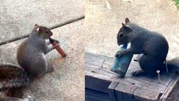 Captan a ardillas dándose un "toque" con vapeadores en parque de Londres