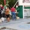 Puerto Morelos se suma a la semana nacional de vacunación antirrábica canina y felina 2026