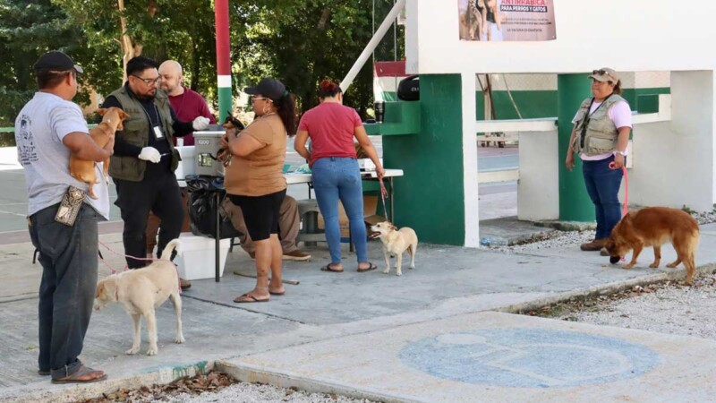 Puerto Morelos se suma a la semana nacional de vacunación antirrábica canina y felina 2026