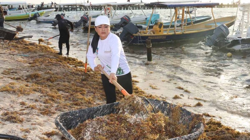 Arranca Blanca Merari jornada permanente de limpieza de playas ante arribo de sargazo