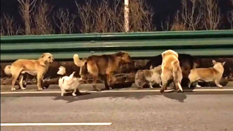 Manada de perros huyen de presunto matadero y conmueven en redes