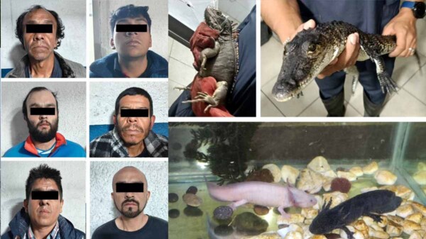 Operativo en la CDMX deja seis narcomenudistas detenidos y decomiso de reptiles