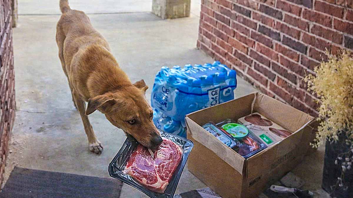 De callejero a “gourmet”, perrito roba jugosos filetes y conquista las redes