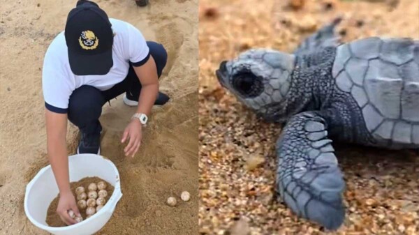 Concluye SEMAR operativo de protección de tortugas golfinas en Guerrero