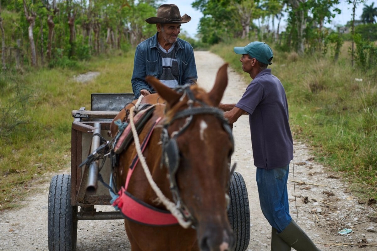 Por falta de petróleo, proveedores ahora recurren a carretas tiradas por caballos para transportar los productos que se mallugan y tardan demasiado en llegar a los mercados. En la imagen, los agricultores Eduardo Obiols Sobredo (derecha) y Omar Sosa, en La Habana. 