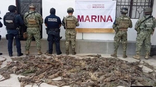 Aseguran 192 iguanas transportadas ilegalmente en un autobús en Oaxaca