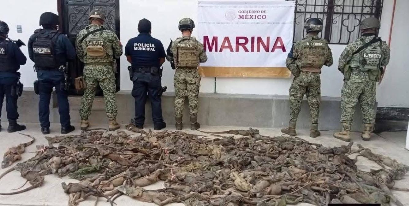 Aseguran 192 iguanas transportadas ilegalmente en un autobús en Oaxaca