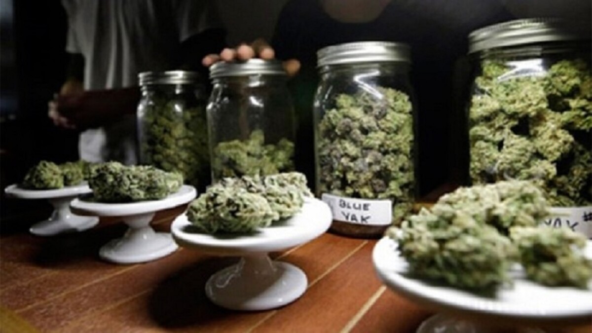 Trump reclasifica marihuana medicinal como droga menos peligrosa