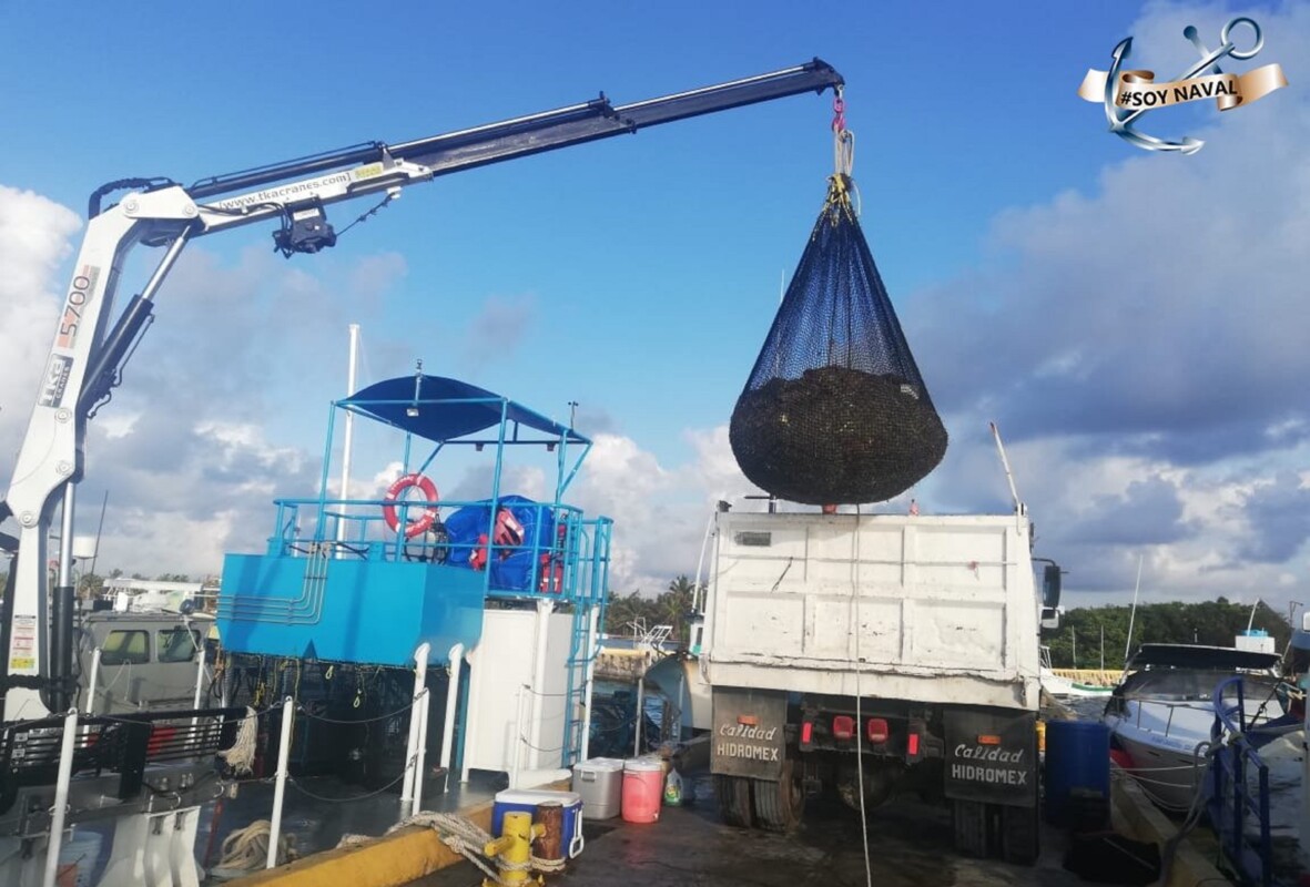 Nueva embarcación recolectará sargazo en el Caribe mexicano