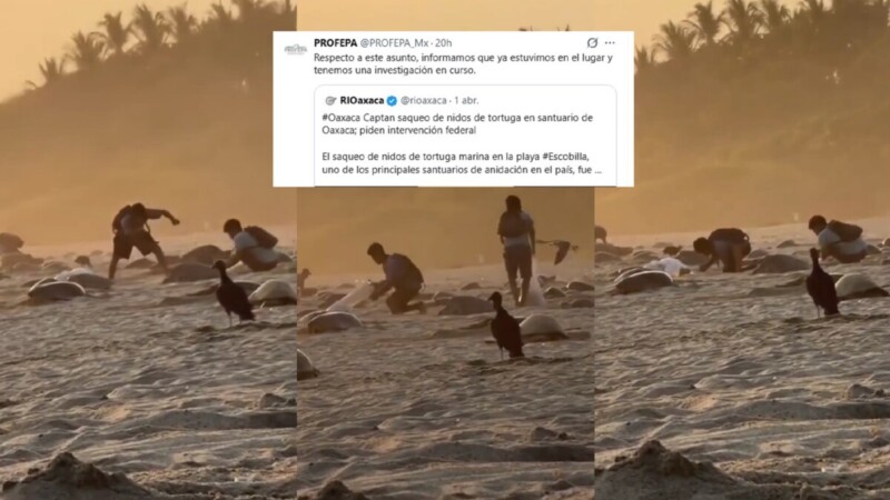 Saquean tortugueros en Oaxaca; Profepa investiga