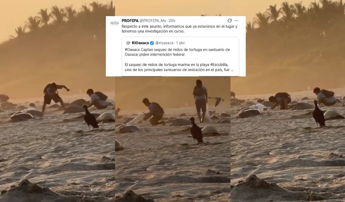 Saquean tortugueros en Oaxaca; Profepa investiga