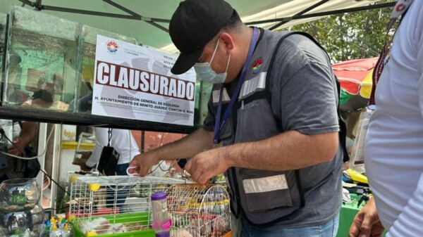 Rescata Ecología de Cancún fauna silvestre y exótica