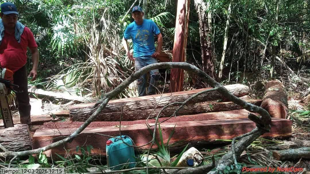 Todavía el pasado 16 de marzo se hizo la denuncia de tala ilegal y apertura de camino dentro de la reserva Yum Balam.