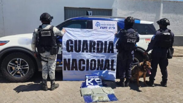 Aseguran más de 13 mil dosis de marihuana en paqueterías de Guanajuato